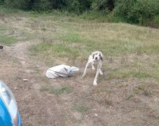 Szörnyű állatkínzás: a kutya nyakába kötött zsákba tettek egy másik kutyát