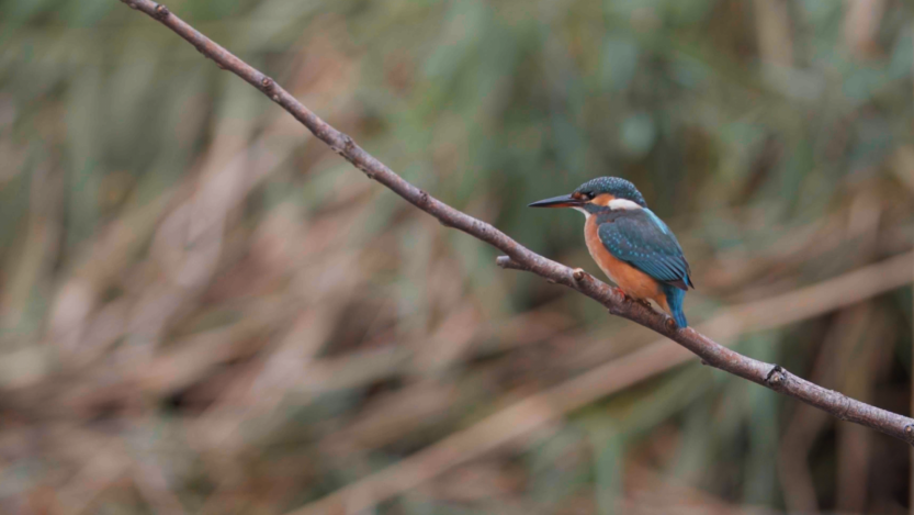 Erdély legjei: A homoródszentpáli madárpihenő