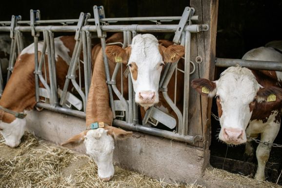 Korszerű eszközökre pályázhatnak a Hargita megyei gazdaegyesületek