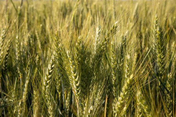 Kalászosok: jó a termés, de alacsonyak az árak Hargita megyében