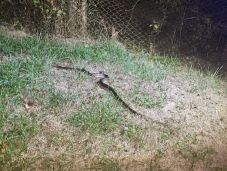 Pánik: három napig lapult az autóban egy nagy méretű kígyó