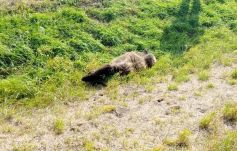 Medvét gázoltak el a háromszéki Csernátonban