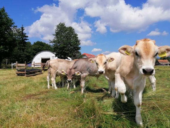 Hargita megye: a gyepterületek fele kihasználatlan, növelni lehet az állatállományt