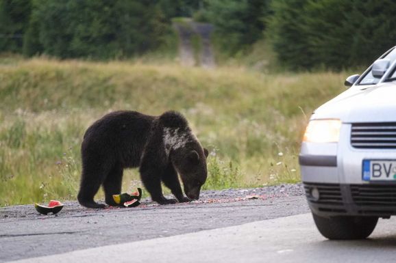 Kétszeres pénzbírsággal sújtják a Transzfogarason medvéket etető turistákat
