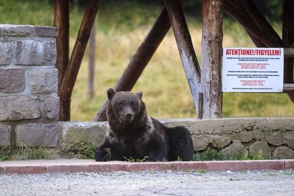 Rendszeresen bejár a medve a faluba – Ro-Alert figyelmeztetést kapott a lakosság