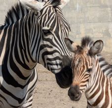 Először született zebracsikó a Brassói Állatkertben – Névadásra hívják a látogatókat