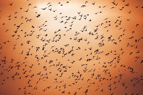 Valóra vált Hitchcock filmje: madarak szálltak meg egy kisvárost