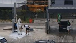 Autómosóban fürdette a lovát egy férfi