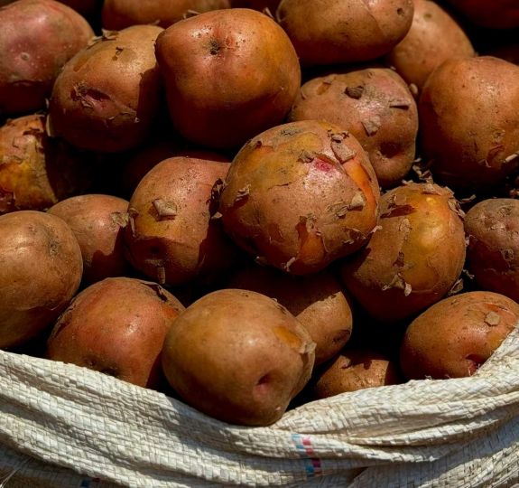Jó pityókatermés várható idén Hargita megyében