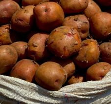 Jó pityókatermés várható idén Hargita megyében