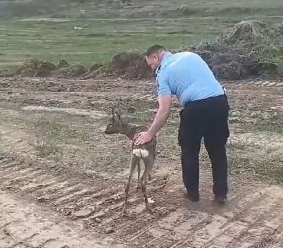 Őzet mentettek a csendőrök, pedig medveűzéshez szoktak (VIDEÓ)