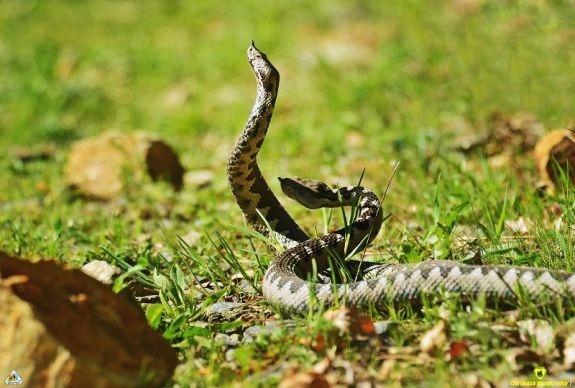 Viperaveszélyre figyelmeztetnek a hegyimentők