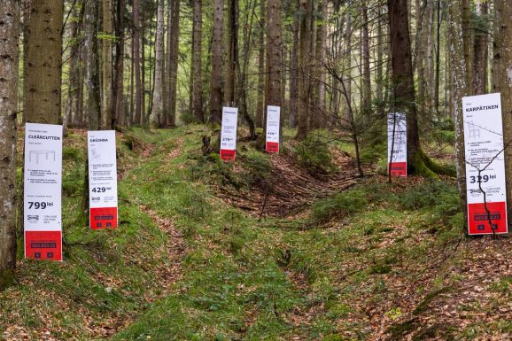 A Greenpeace szerint bútor készül Románia évszázados fáiból
