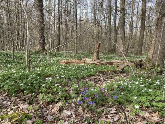 Irtózatos károkat okoz a háború az ukrán erdőkben is