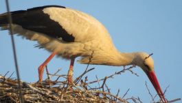 Huszonegy éves a legidősebb gyűrűs gólya az országban