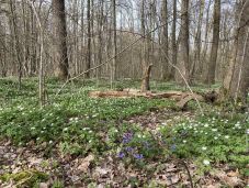 Irtózatos károkat okoz a háború az ukrán erdőkben is