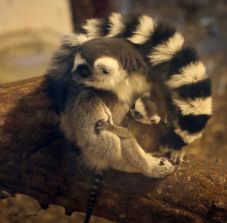 Új állatokat látogathatunk a Marosvásárhelyi Állatkertben