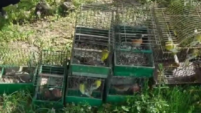 Eladásra szánt énekesmadarakat szabadítottak ki a környezetőrök