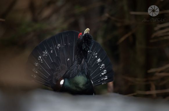 Lenyűgöző fotókon a siketfajd násztánca