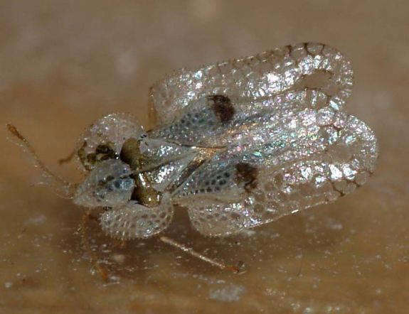 Platán csipkéspoloska-invázióra panaszkodnak Kolozsváron