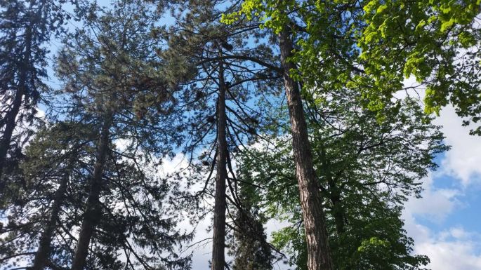 Ellepték a varjak Kézdivásárhelyt