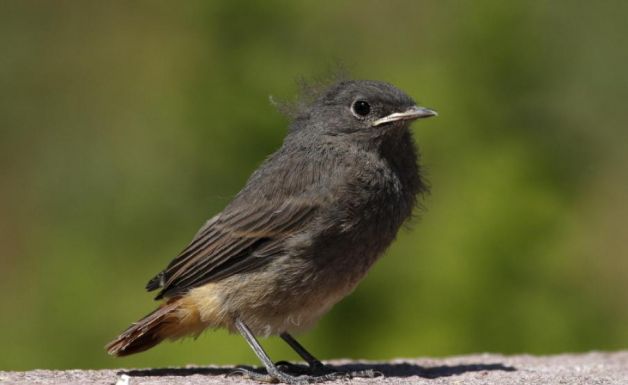 Ne vigyük haza a madárfiókát, állatkölyköt! – Figyelmeztetnek a természetvédők