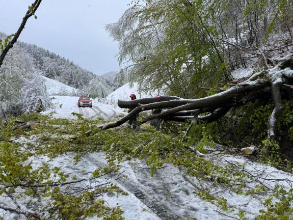 Fákat döntött ki a vihar, autók rongálódtak meg