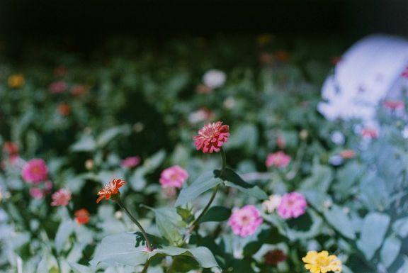 Megbírságoltak egy idős nőt Brassóban, mert virágot ültetett a tömbház elé