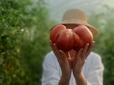 Rekordméretű paradicsom termett Buzău megyében