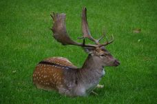 Látogatóban a dámszarvasoknál: új átjárós kifutó a marosvásárhelyi állatkertben 