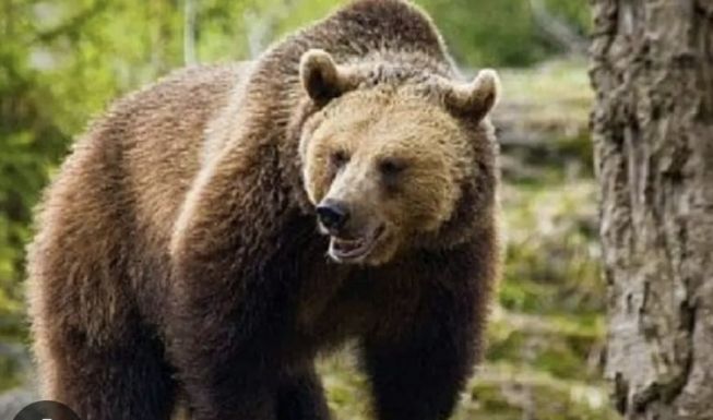 Hargita megyei falvakban bóklásznak a medvék