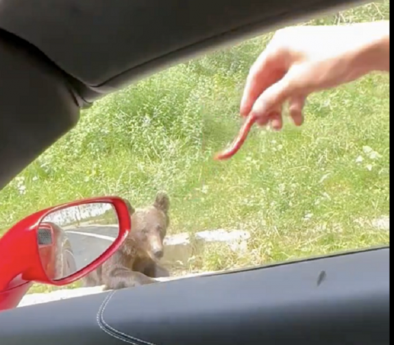 Továbbra is fittyet hány a szabályokra: útszéli medvét etetett Andrew Tate (VIDEÓ)