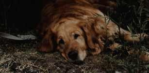 Kitette az autóból és magára hagyta a kutyáját, 12 ezer lejre büntették 