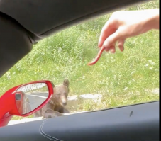 Továbbra is fittyet hány a szabályokra: útszéli medvét etetett Andrew Tate (VIDEÓ)