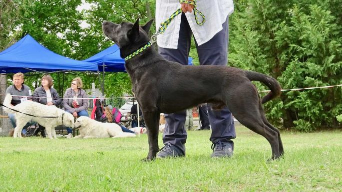 Hivatalos: megvan a tizedik magyar kutyafajta