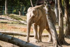 Ötvenéves Tania, a marosvásárhelyi állatkert első elefántja