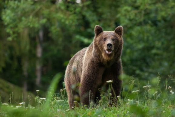 Gyerekeivel gombászó férfire támadt a medve Csatószegen