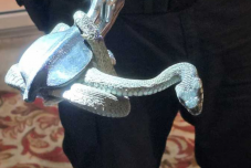 Kígyó költözött egy piskolti ház konyhájába