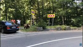 Emelni kell a medvék etetéséért járó bírságot a környezetvédelmi miniszter szerint