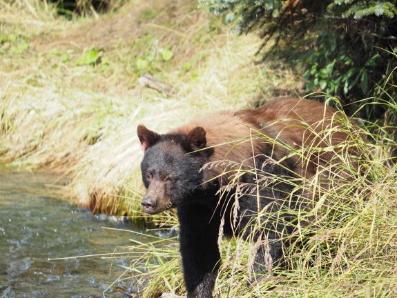 Ismét emberre támadt a medve Csatószegen, a vadállatot sikerült kilőni