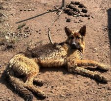 Hatezer lejre büntettek egy férfit, mert láncra verve, étlen-szomjan tartotta a kutyáját