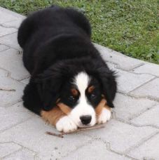 Augusztus 26. a kutyák világnapja