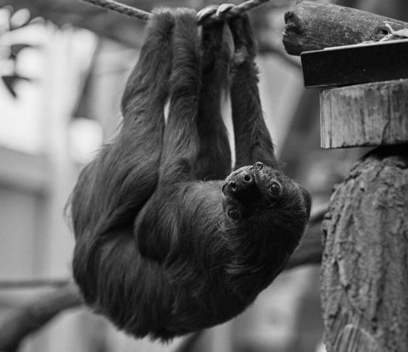 Elpusztult Jan, a világ legidősebb lajhárja