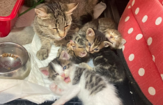 Utcán hagyta a kiscicákat, 12 ezer lejre bírságolták a fiatal nőt