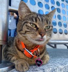 Keresik az otopeni-i repülőtér macskáját