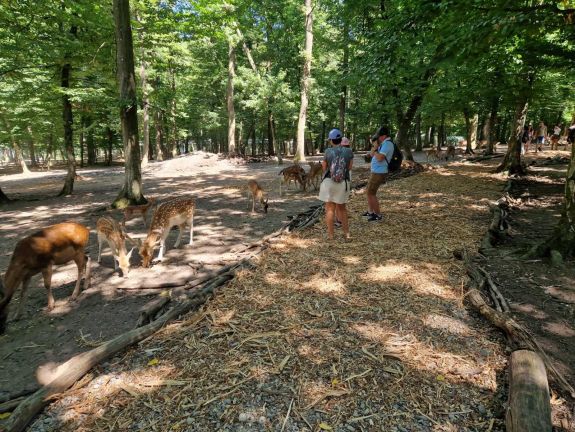 A marosvásárhelyi állatkertben lezárták az egyik átjárós kifutót