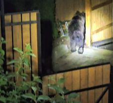 Betört a medve Borboly Csaba udvarára – dühös a tanácselnök