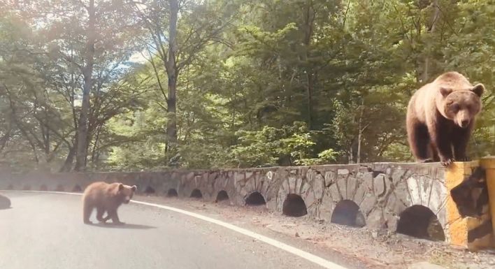 Rátámadt a medve az autóra – szigorú bírsággal fenyegeti a vadakat etető turistákat a miniszter