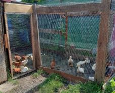 Baromfit, pónikat, teheneket, juhokat tartanak a városban – bírságolt a helyi rendőrség