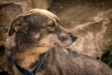 Túlzsúfolt a szépmezői kutyamenhely: örökbefogadással lehet megmenteni az ebeket